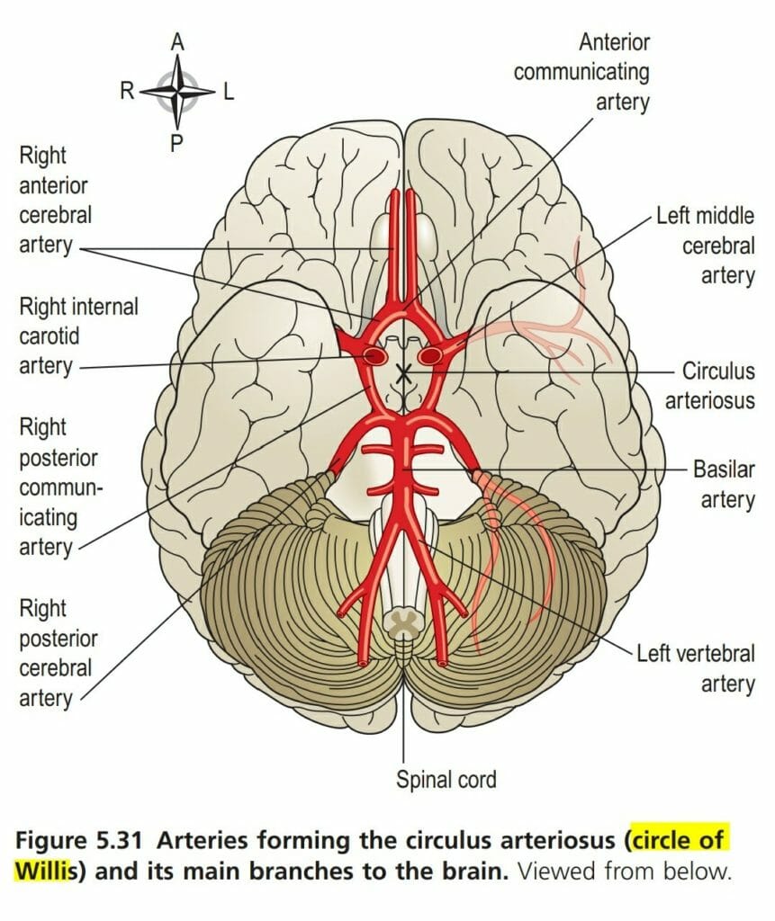 Circle Of Willis Or Circulus Arteriosus The Nurse Page Circle Of Willis Or Circulus Arteriosus The Nurse Page