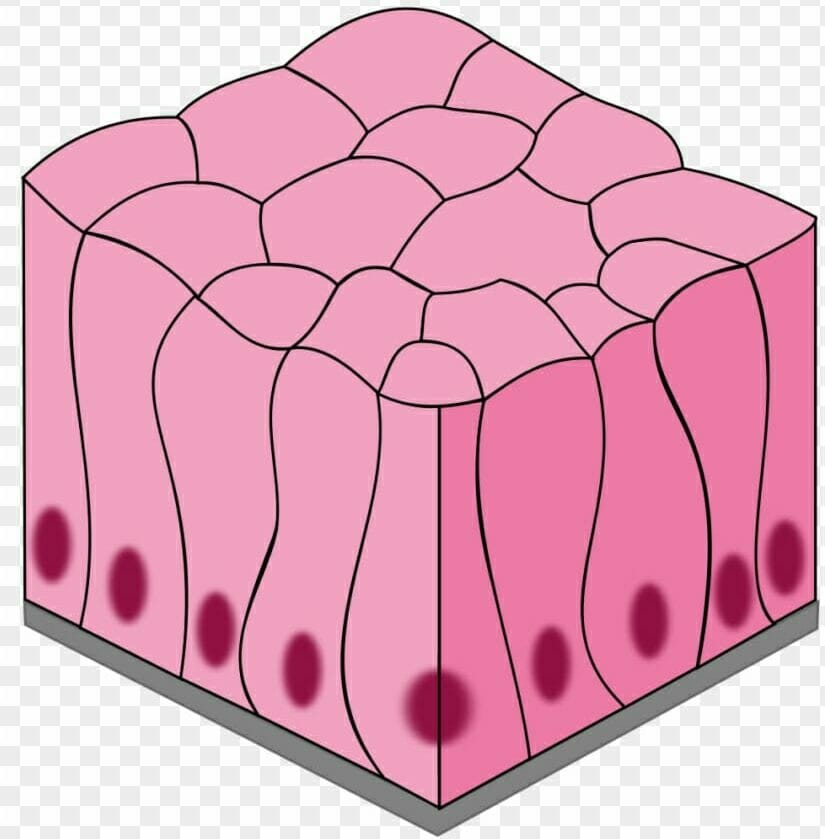 columnar epithelium