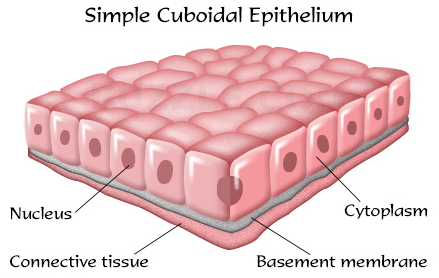 cuboidal epithelial tissue
