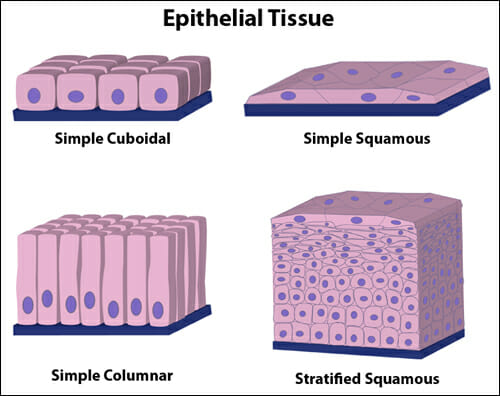 epithelial tissue