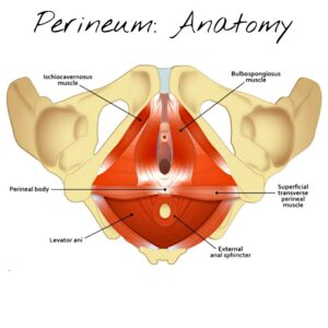 Perineum Anatomy - Perineal Anatomy