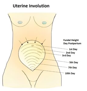 Uterine Involution - Fundal Height