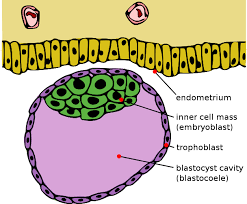 Trophoblast Layer - Gestational Trophoblastic Disease